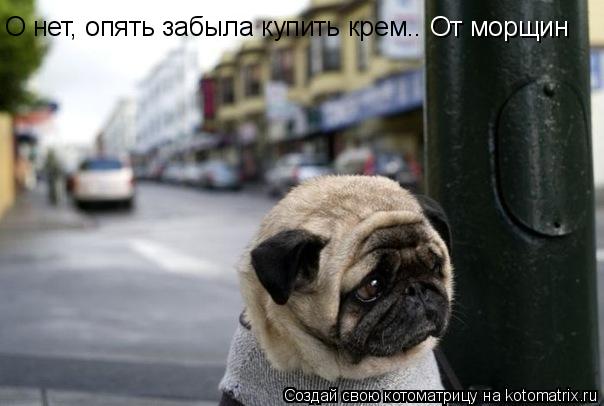 О нет, опять забыла купить крем.. От морщин... Котоматрица: О нет, опять забыла купить крем.. От морщин