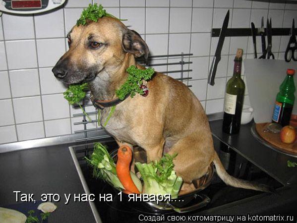 Так, это у нас на 1 января....... Котоматрица: Так, это у нас на 1 января....