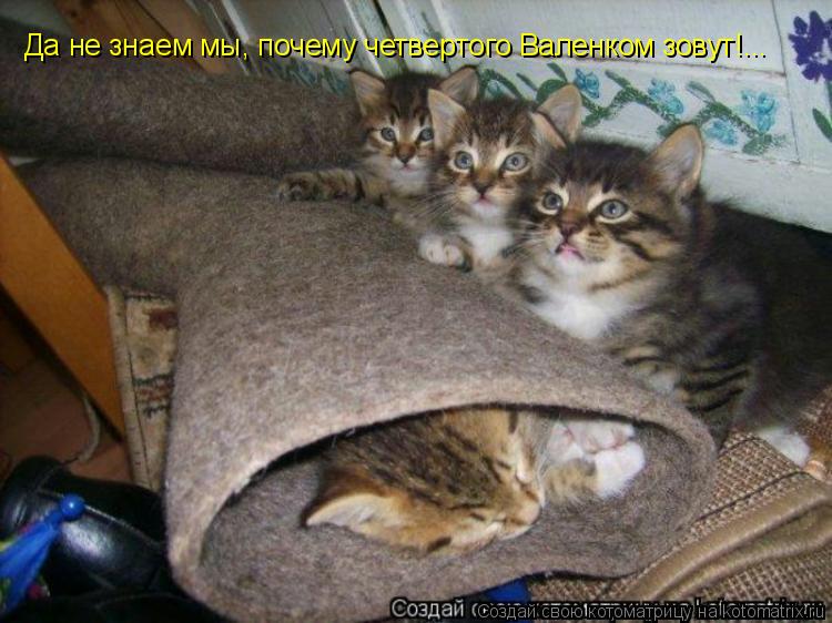 Да не знаем мы, почему четвертого Валенком зовут!...... Котоматрица: Да не знаем мы, почему четвертого Валенком зовут!...