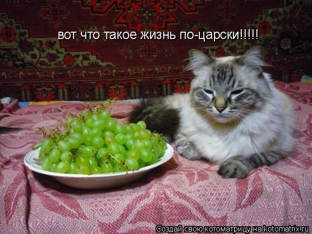 вот что такое жизнь по-царски!!!!!... Котоматрица: вот что такое жизнь по-царски!!!!!