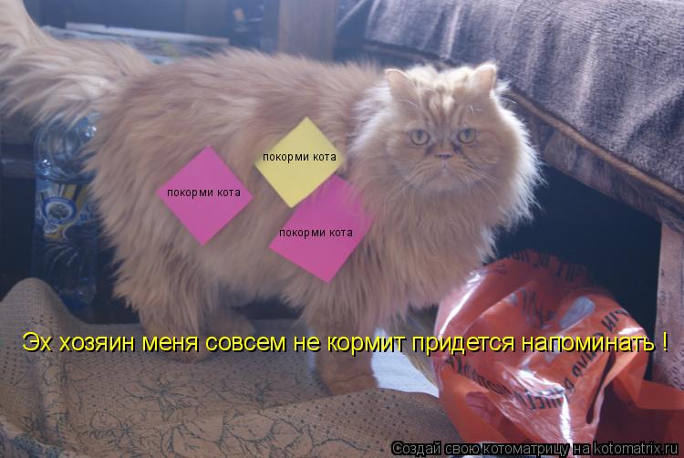 покорми кота покорми кота покорми кота Эх хозяин меня совсем не кормит придется напоминать ! Эх хо... Котоматрица: покорми кота покорми кота покорми кота Эх хозяин меня совсем не кормит придется напоминать ! Эх хозяин меня совсем не кормит придется нап
