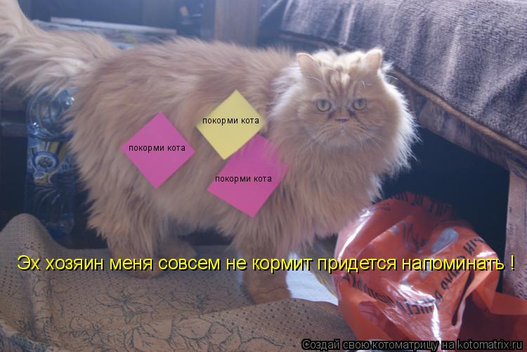 Котоматрица: покорми кота  покорми кота  покорми кота  Эх хозяин меня совсем не кормит придется напоминать ! Эх хозяин меня совсем не кормит придется нап