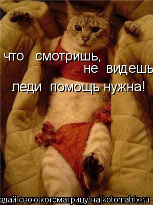 что смотришь, не видешь леди помощь нужна!... Котоматрица: что смотришь, не видешь леди помощь нужна!