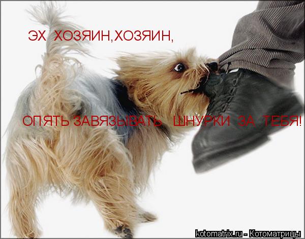 Котоматрица: ЭХ  ХОЗЯИН,ХОЗЯИН, ОПЯТЬ ЗАВЯЗЫВАТЬ   ШНУРКИ  ЗА  ТЕБЯ!
