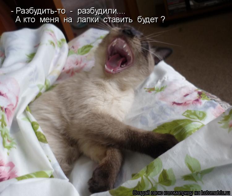 Котоматрица: - Разбудить-то  -  разбудили....  А кто  меня  на  лапки  ставить  будет ?
