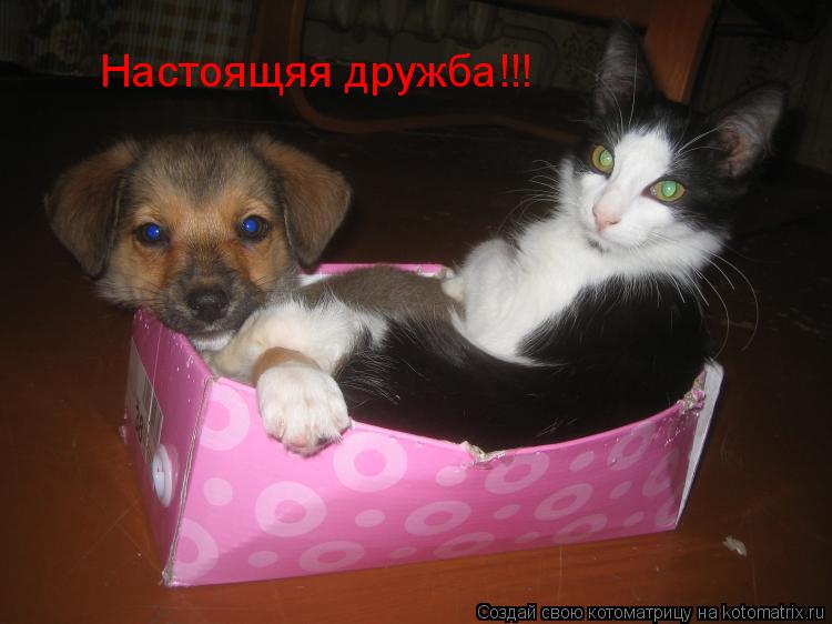 Настоящяя дружба!!!... Котоматрица: Настоящяя дружба!!!