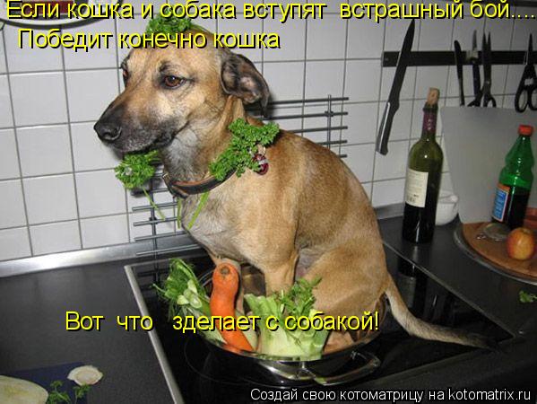 Котоматрица: Если кошка и собака вступят  встрашный бой.... Победит конечно кошка Вот  что   зделает с собакой!