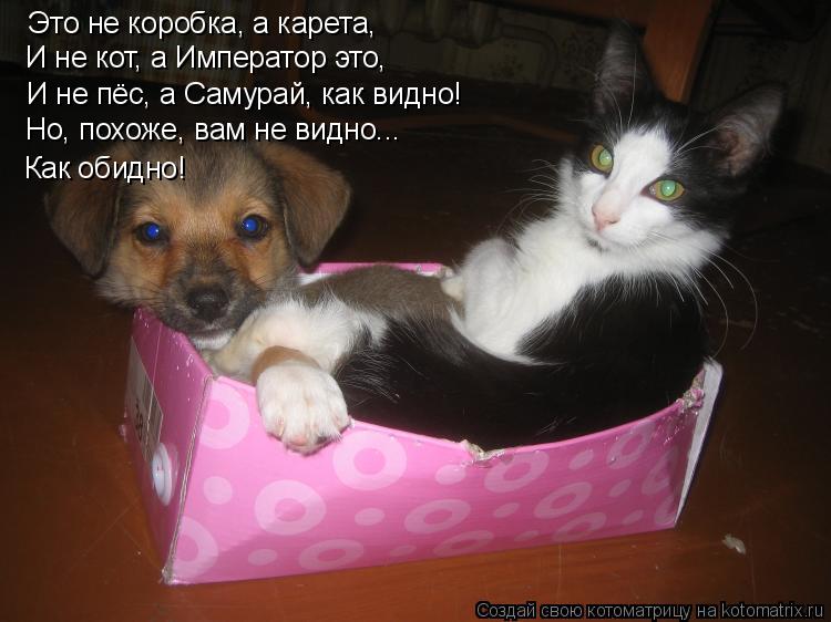 Котоматрица: Это не коробка, а карета, И не кот, а Император это, И не пёс, а Самурай, как видно! Но, похоже, вам не видно... Как обидно!