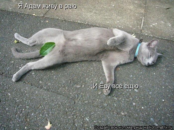 Я Адам живу в раю И Еву всё ещю... Котоматрица: Я Адам живу в раю И Еву всё ещю