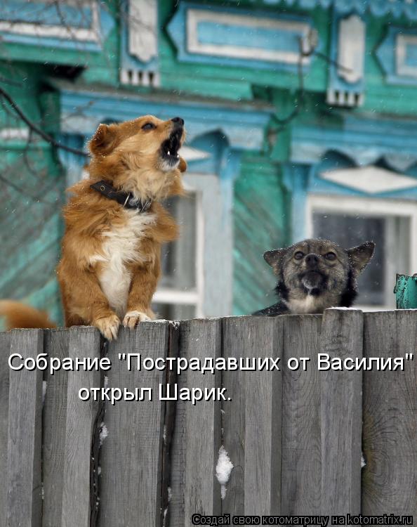 Собрание "Пострадавших от Василия" открыл Шарик.... Котоматрица: Собрание "Пострадавших от Василия" открыл Шарик.