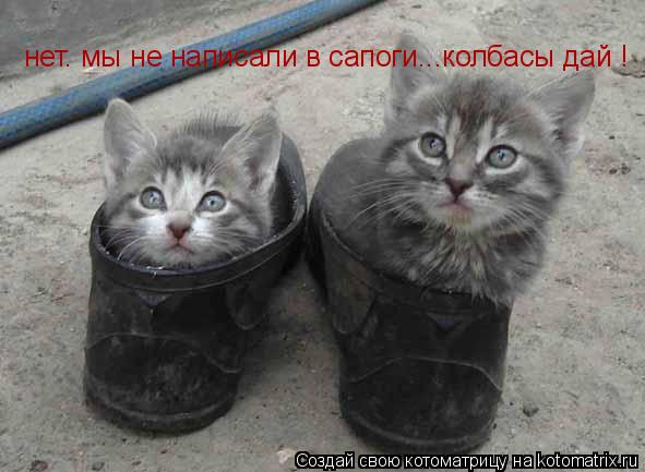 нет. мы не написали в сапоги...колбасы дай !... Котоматрица: нет. мы не написали в сапоги...колбасы дай !