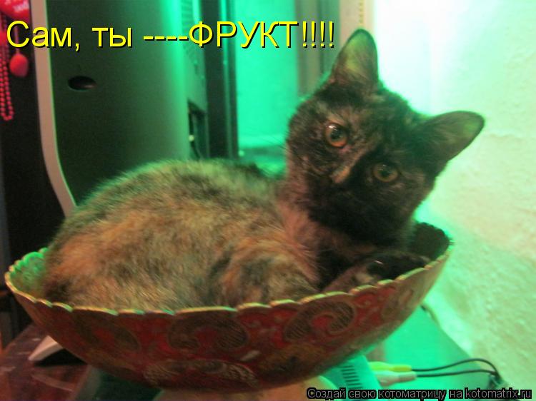 Сам, ты ----ФРУКТ!!!!... Котоматрица: Сам, ты ----ФРУКТ!!!!