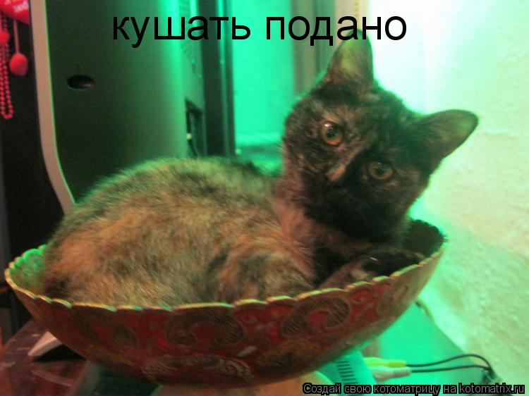 кушать подано кушать подано... Котоматрица: кушать подано кушать подано