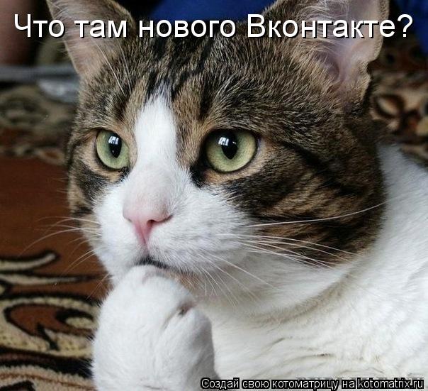 Что там нового Вконтакте?... Котоматрица: Что там нового Вконтакте?