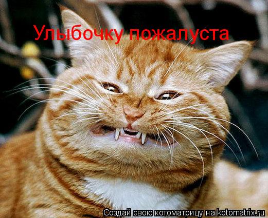 Улыбочку пожалуста... Котоматрица: Улыбочку пожалуста