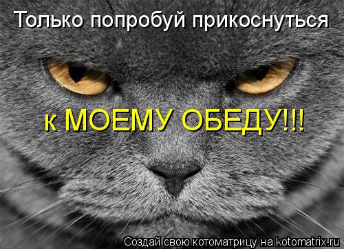 Только попробуй прикоснуться к МОЕМУ ОБЕДУ!!!... Котоматрица: Только попробуй прикоснуться к МОЕМУ ОБЕДУ!!!