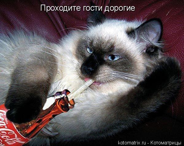 Проходите гости дорогие... Котоматрица: Проходите гости дорогие