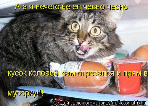 А-а я нечего не ел чесно чесно кусок колбасы сам отрезался и прям в мусорку!!! кусок колбасы сам отре... Котоматрица: А-а я нечего не ел чесно чесно кусок колбасы сам отрезался и прям в мусорку!!! кусок колбасы сам отрезался и прям в мусорку!!! мусорку!!! мусорк