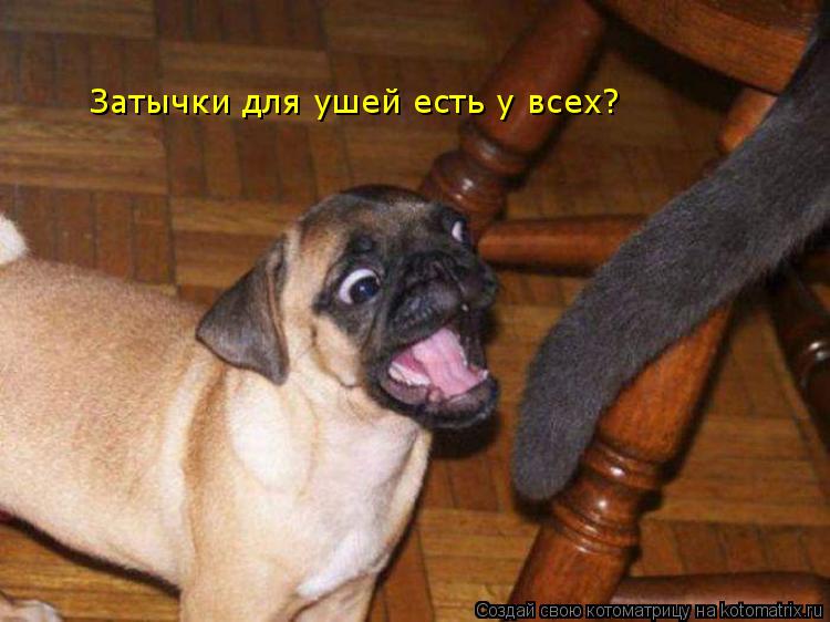 Затычки для ушей есть у всех?... Котоматрица: Затычки для ушей есть у всех?