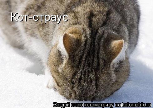 Кот-страус... Котоматрица: Кот-страус