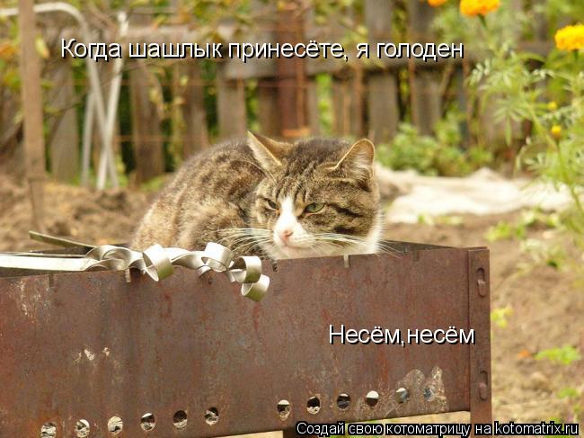 Когда шашлык принесёте, я голоден Несём,несём... Котоматрица: Когда шашлык принесёте, я голоден Несём,несём