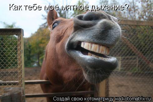 Котоматрица: Как тебе моё мятное дыхание?