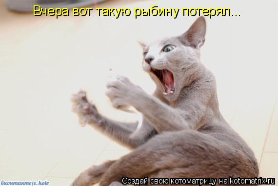 Котоматрица: Вчера вот такую рыбину потерял...