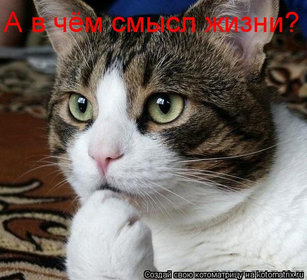 А в чём смысл жизни?... Котоматрица: А в чём смысл жизни?