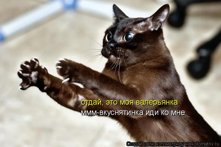 Котоматрица: отдай, это моя валерьянка ммм-вкуснятинка иди ко мне
