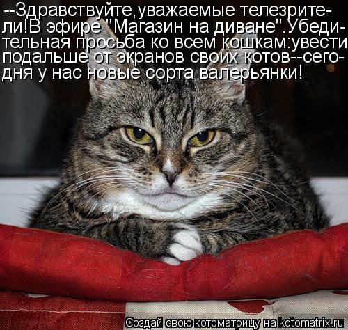 --Здравствуйте,уважаемые телезрите- ли!В эфире "Магазин на диване".Убеди- тельная просьба ко всем кош... Котоматрица: --Здравствуйте,уважаемые телезрите- ли!В эфире "Магазин на диване".Убеди- тельная просьба ко всем кошкам:увести подальше от экранов своих ко