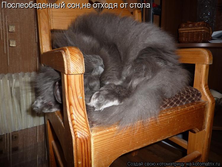 Послеобеденный сон,не отходя от стола... Котоматрица: Послеобеденный сон,не отходя от стола