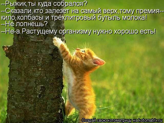 Котоматрица: --Рыжик,ты куда собрался? --Сказали,кто залезет на самый верх,тому премия-- кило колбасы и трёхлитровый бутыль молока! --Не лопнешь? --Не-а.Расту