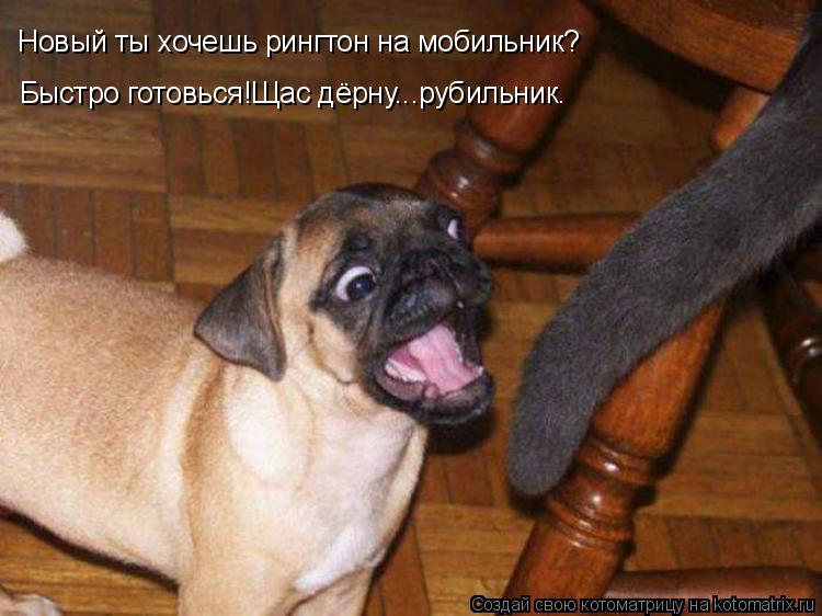 Новый ты хочешь рингтон на мобильник? Быстро готовься!Щас дёрну...рубильник.... Котоматрица: Новый ты хочешь рингтон на мобильник? Быстро готовься!Щас дёрну...рубильник.