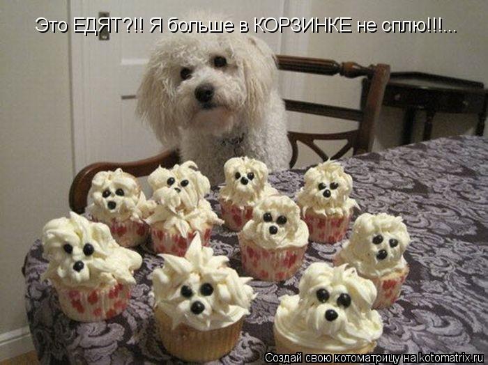 Это ЕДЯТ?!! Я больше в КОРЗИНКЕ не сплю!!!...... Котоматрица: Это ЕДЯТ?!! Я больше в КОРЗИНКЕ не сплю!!!...