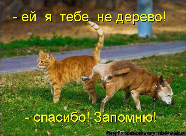 - ей я тебе не дерево! - спасибо! Запомню!... Котоматрица: - ей я тебе не дерево! - спасибо! Запомню!