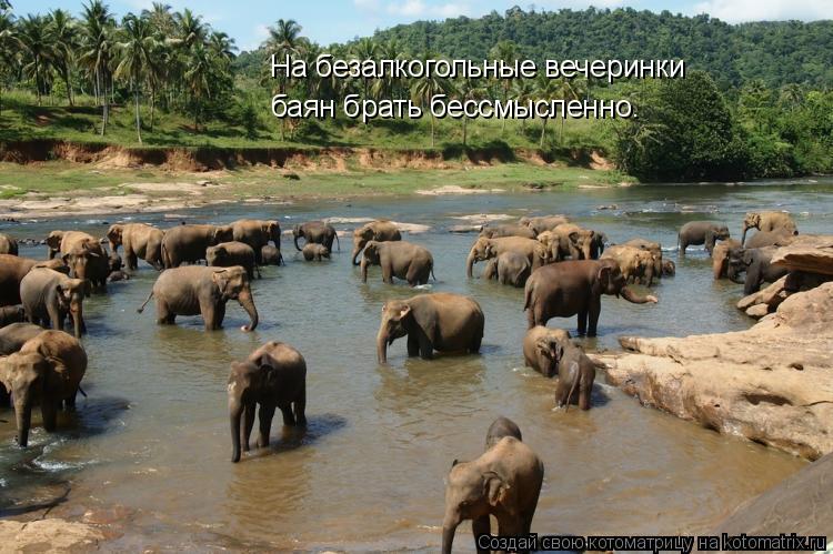 На безалкогольные вечеринки баян брать бессмысленно.... Котоматрица: На безалкогольные вечеринки баян брать бессмысленно.