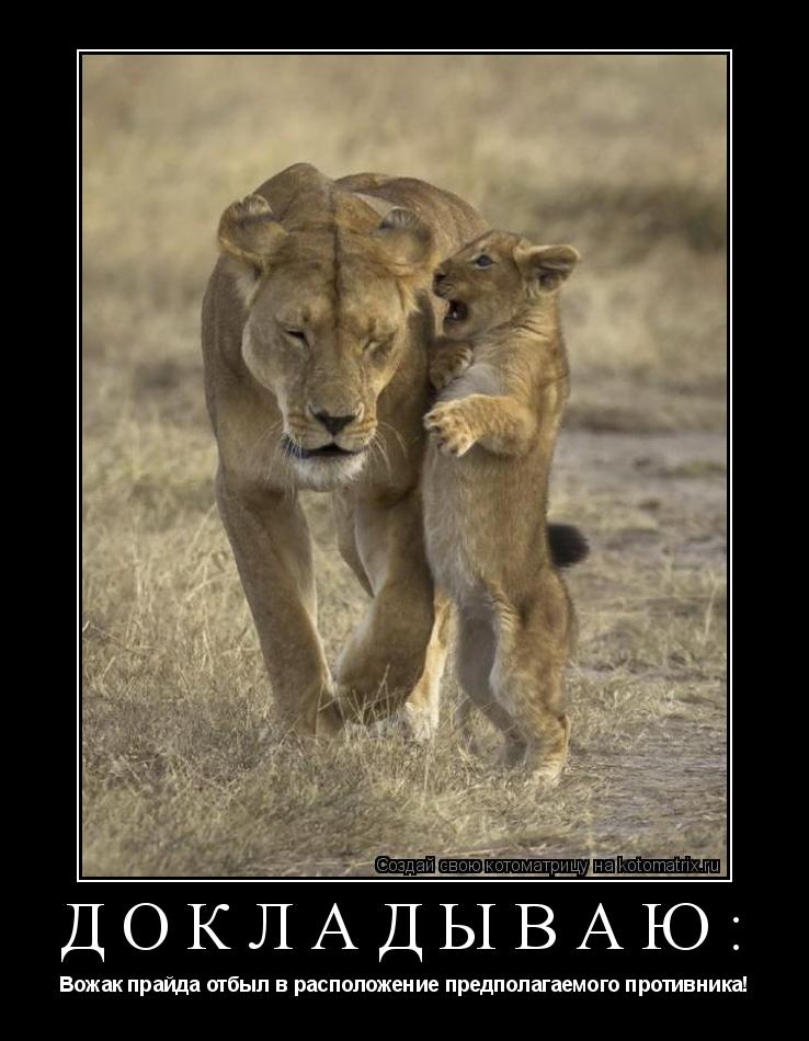 Докладываю: Вожак прайда отбыл в расположение предполагаемого противника!... Котоматрица: Докладываю: Вожак прайда отбыл в расположение предполагаемого противника!