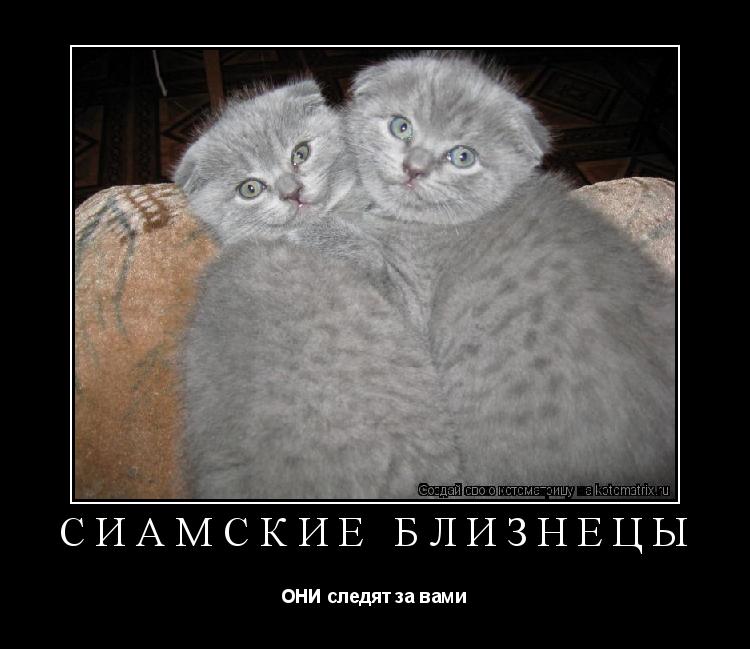 Котоматрица: СИАМСКИЕ БЛИЗНЕЦЫ ОНИ следят за вами