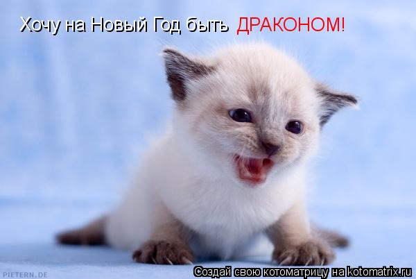 Хочу на Новый Год быть ДРАКОНОМ!... Котоматрица: Хочу на Новый Год быть ДРАКОНОМ!
