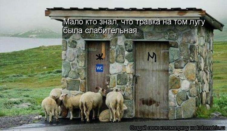 Мало кто знал, что травка на том лугу была слабительная.... Котоматрица: Мало кто знал, что травка на том лугу была слабительная.