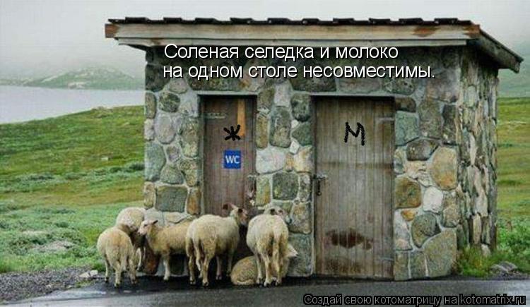Соленая селедка и молоко на одном столе несовместимы.... Котоматрица: Соленая селедка и молоко на одном столе несовместимы.