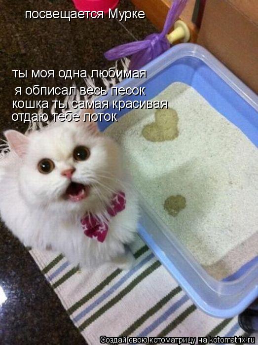 посвещается Мурке ты моя одна любимая я обписал весь песок кошка ты самая красивая отдаю тебе лоток... Котоматрица: посвещается Мурке ты моя одна любимая я обписал весь песок кошка ты самая красивая отдаю тебе лоток