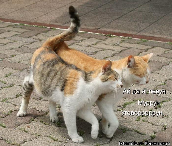 Муррун.... Уговорррррун... Ай да я, певун...... Котоматрица: Муррун.... Уговорррррун... Ай да я, певун...