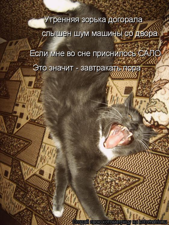 Утренняя зорька догорала слышен шум машины со двора Если мне во сне приснилось САЛО Это значит - завт... Котоматрица: Утренняя зорька догорала слышен шум машины со двора Если мне во сне приснилось САЛО Это значит - завтракать пора