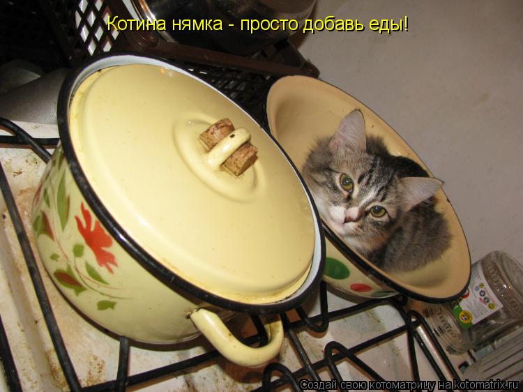Котоматрица: Котина нямка - просто добавь еды!