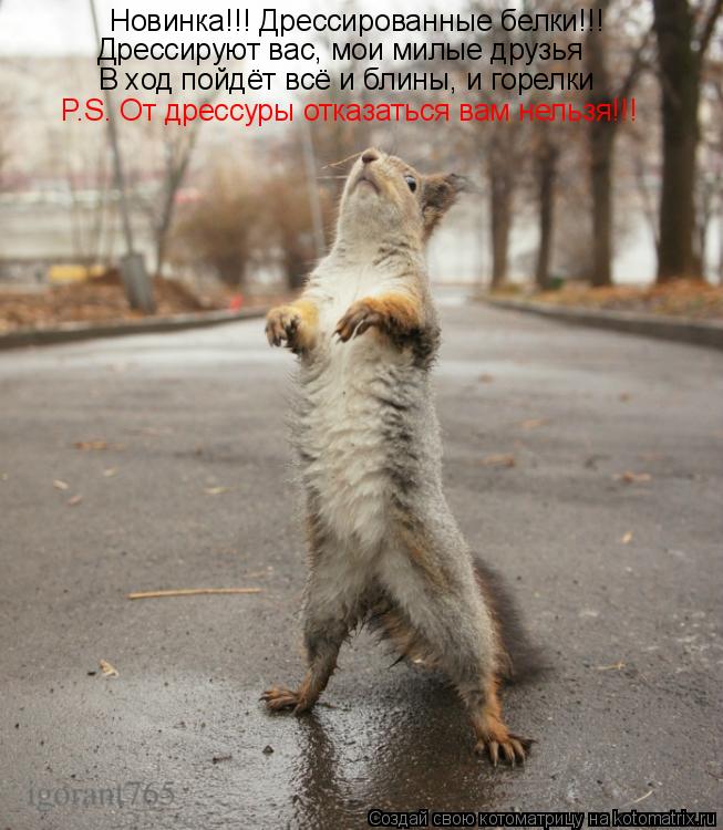 Новинка!!! Дрессированные белки!!! В ход пойдёт всё и блины, и горелки Дрессируют вас, мои милые друз... Котоматрица: Новинка!!! Дрессированные белки!!! В ход пойдёт всё и блины, и горелки Дрессируют вас, мои милые друзья P.S. От дрессуры отказаться вам нельзя!!!