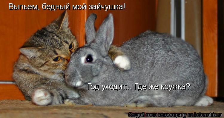 Котоматрица: Выпьем, бедный мой зайчушка!  Год уходит... Где же кружка?