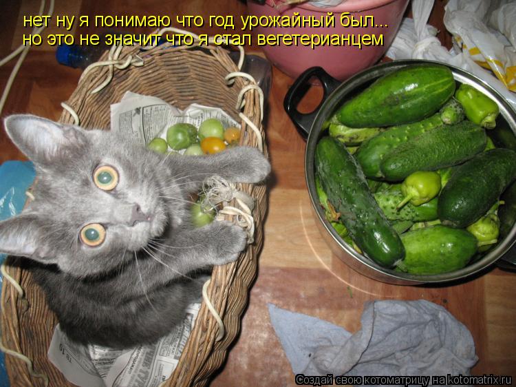 нет ну я понимаю что год урожайный был... но это не значит что я стал вегетерианцем... Котоматрица: нет ну я понимаю что год урожайный был... но это не значит что я стал вегетерианцем