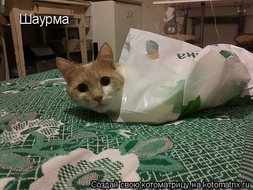 Шаурма... Котоматрица: Шаурма