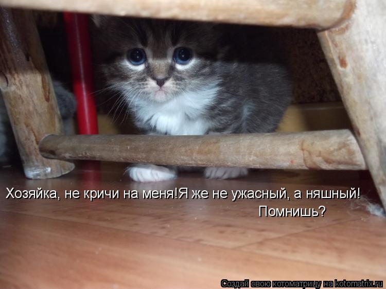 Котоматрица: Хозяйка, не кричи на меня!Я же не ужасный, а няшный! Помнишь?